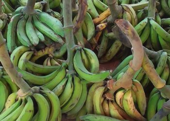 Fresh plantain on display at the farmers market