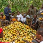 Cocoa farmers breaking the cocoa pods
