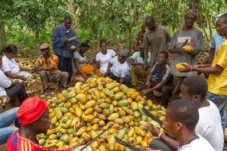 Cocoa farmers breaking the cocoa pods