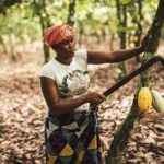 A woman working at a cocoa farm. Cocoa farmers in Ghana rejected the latest producer price for cocoa