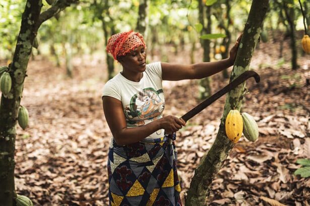 A woman working at a cocoa farm. Cocoa farmers in Ghana rejected the latest producer price for cocoa