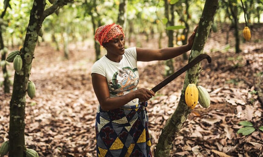A woman working at a cocoa farm. Cocoa farmers in Ghana rejected the latest producer price for cocoa